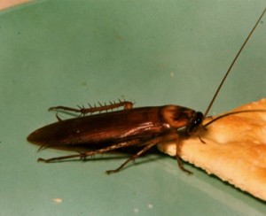 roach-feeding