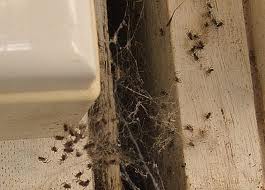 spider-infestation2