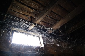 spiders-in-the-basement