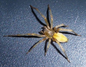 yellow-sac-spiders
