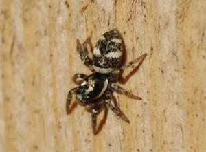 zebra-jumping-spider