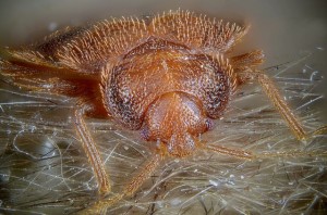 bed-bug-4