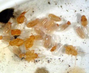 bed-bug-eggs-nymphs2