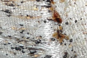 bed-bug-feces2