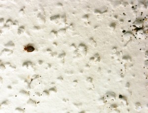 bed-bug-hiding