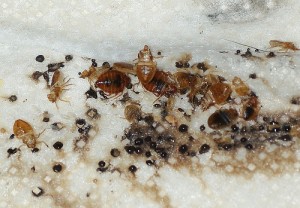 bed-bug-infestation5