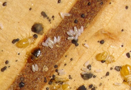 bed-bug-signs3