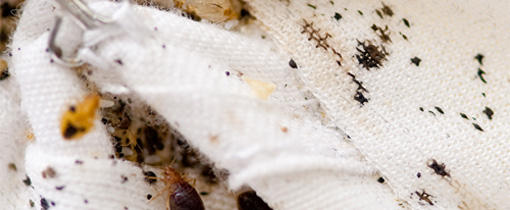 bed-bug-spots2