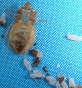 bed bugs  exoskeleton