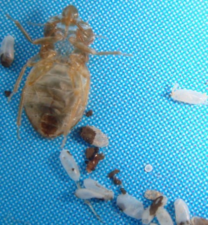 bed bugs  exoskeleton