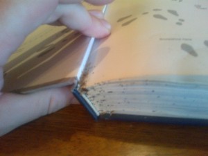 bed-bugs-in-a-book