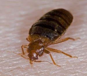 bedbug-feeding