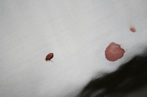 bedbug-stain