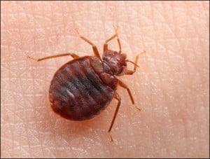bedbug11