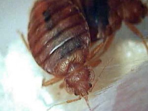 bedbug12