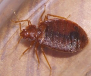 bedbug5