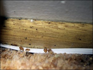 bedbugs17