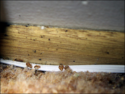 bedbugs17