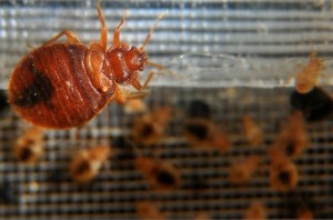 bedbugs18
