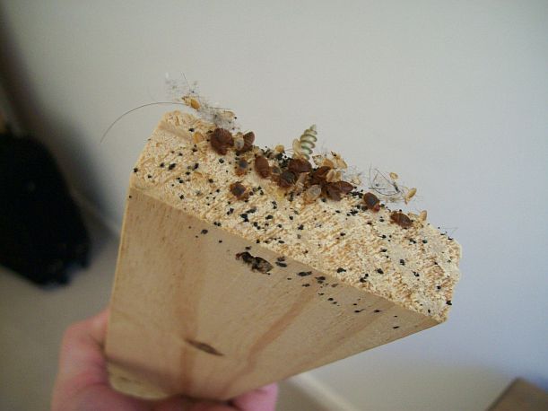 bedbugs19