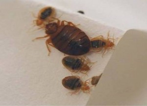 bedbugs20