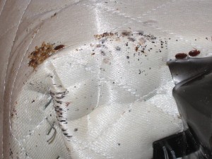 bedbugs21