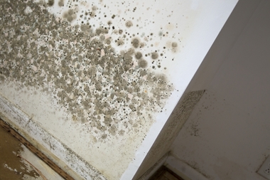 black-mold-after-hurricane-sandy