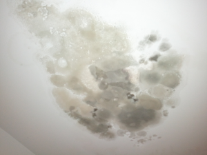 black-mold3