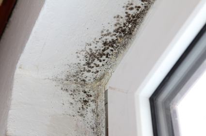 black-mold4