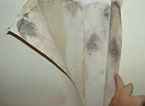 black-mold5