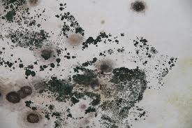 black-mold6