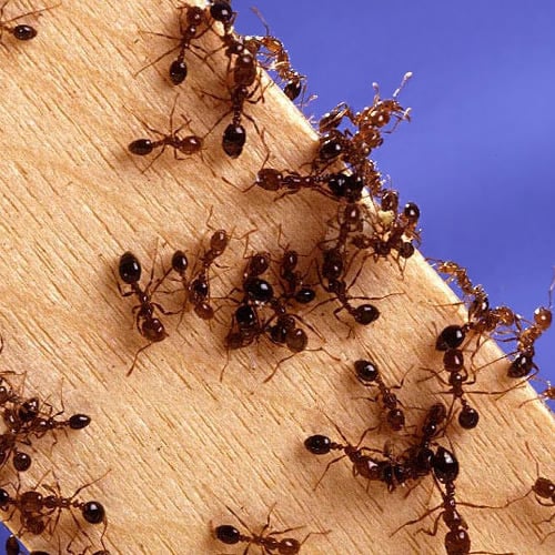fire-ants
