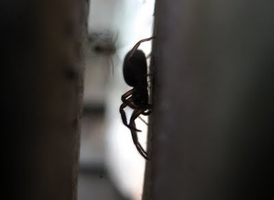 hiding spider