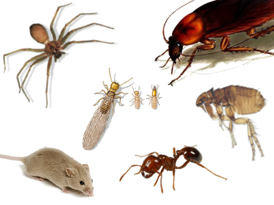 house-pests