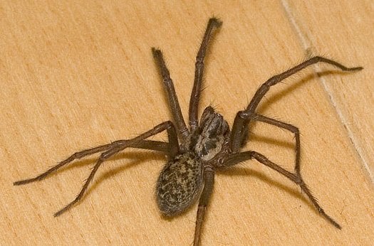house-spider