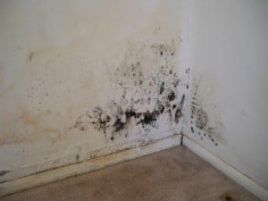 mold-at-home