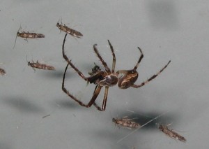 spider-eating2