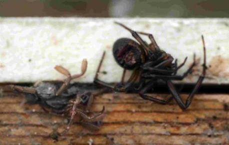 spiders