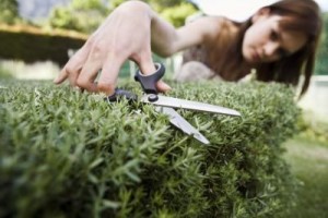 trim-shrub
