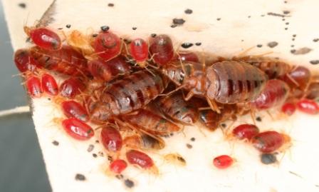 bed-bug-infestation-5