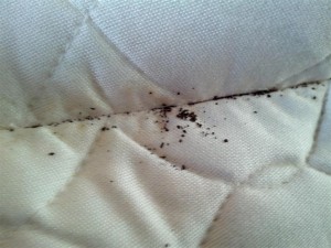 bed-bug-sign5