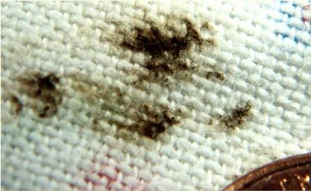 bed-bug-sign6