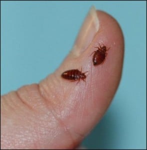 bed-bugs10