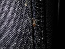 bedbug-in-luggage