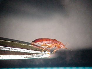 bedbug6