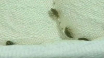 bedbugs-in-hotels