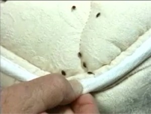 bedbugs-in-hotels2