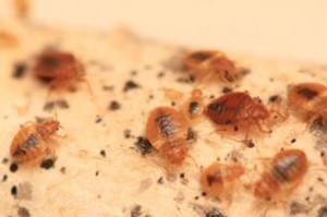 bedbugs22