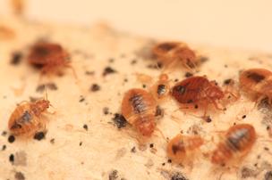 bedbugs22