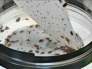 bedbugs24